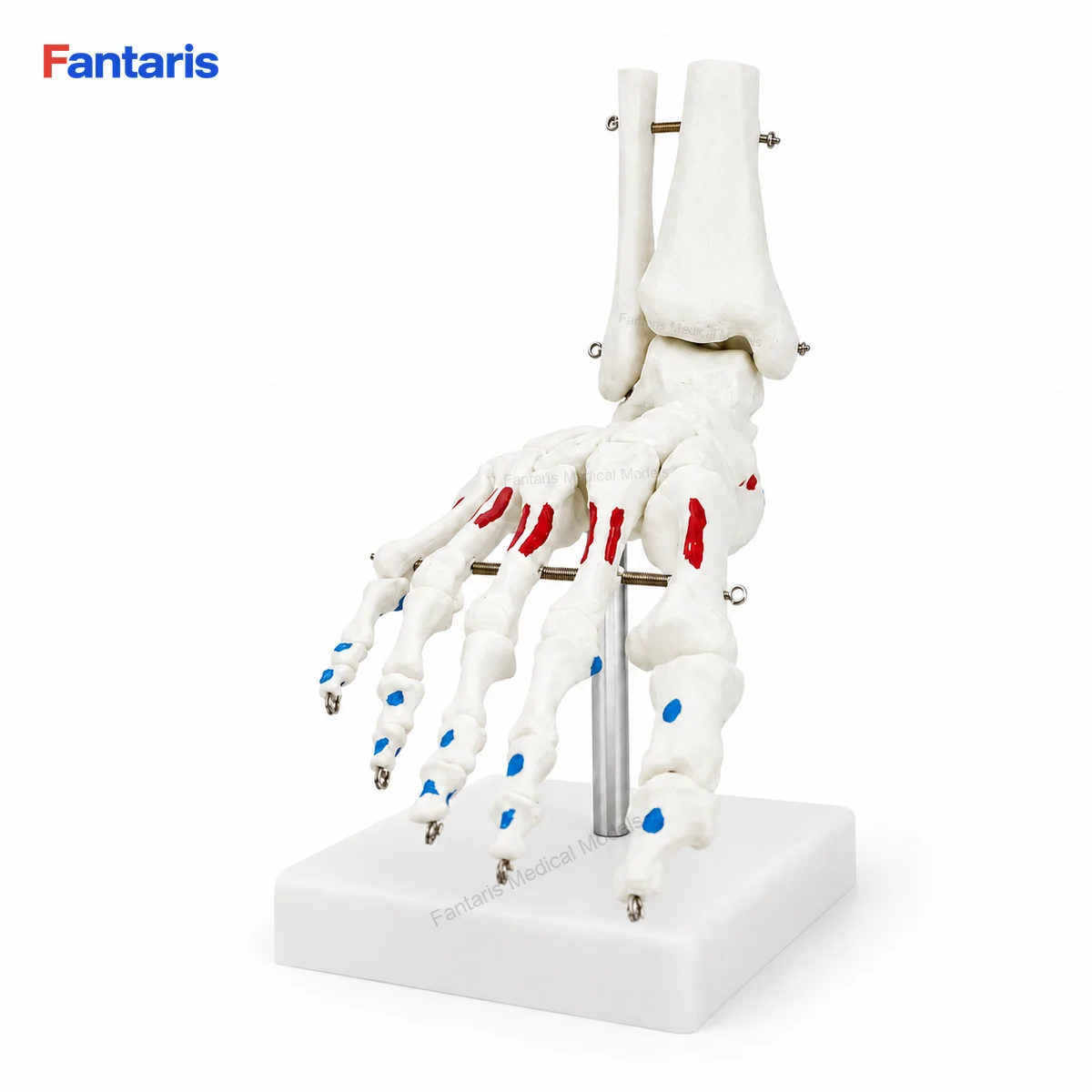 Fantaris Articulated Human Foot and Ankle Skeleton Model with Muscle Origin Insertion Markings PVC Teaching Aid