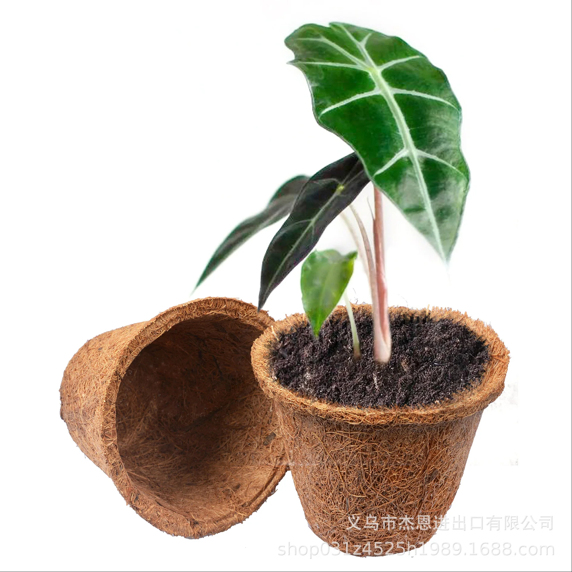 8CM seedling pot, nutrient cup, growth pot can be transplanted directly into the soil, flower pot self-priming water, plant fibe