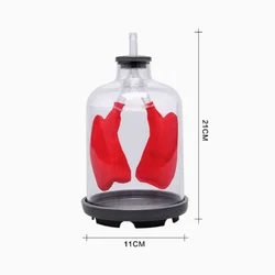 Teaching demonstration of lung breathing model, diaphragm movement simulator, lung working principle, and atmospheric pressure p