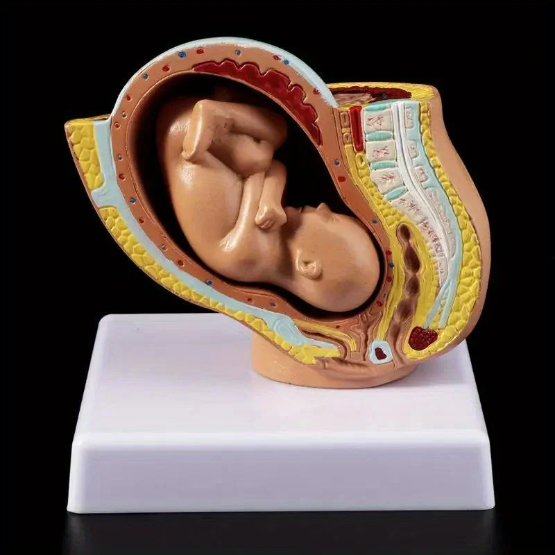 Medical Props Model 9th Month Baby Fetus Foetus Pregnancy Human Pregnancy Fetal Development Medical Model