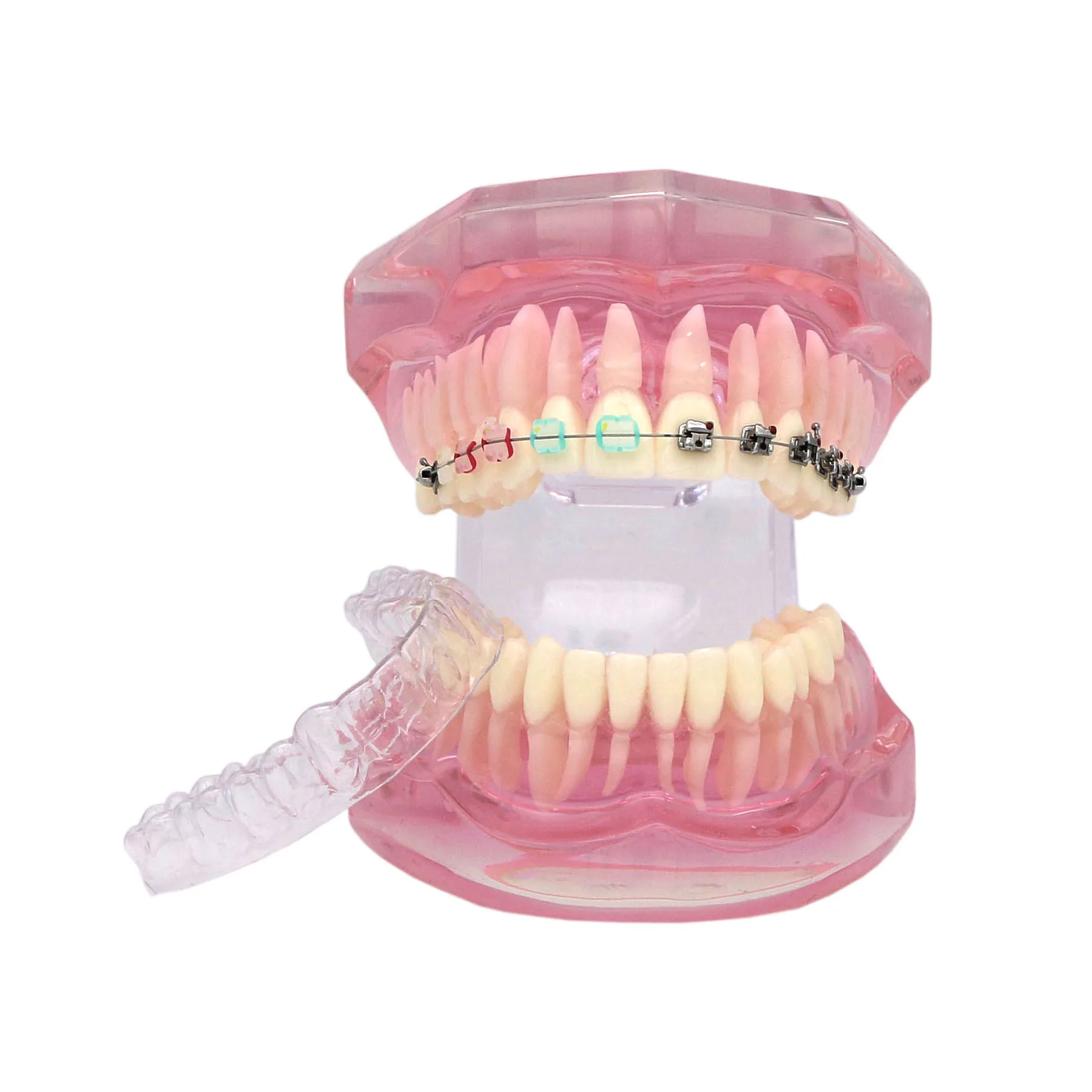 Dental Teeth Model Standard 1:1 Size typodont model With half Self-ligating metal brackets Dentists Teaching Demo Model