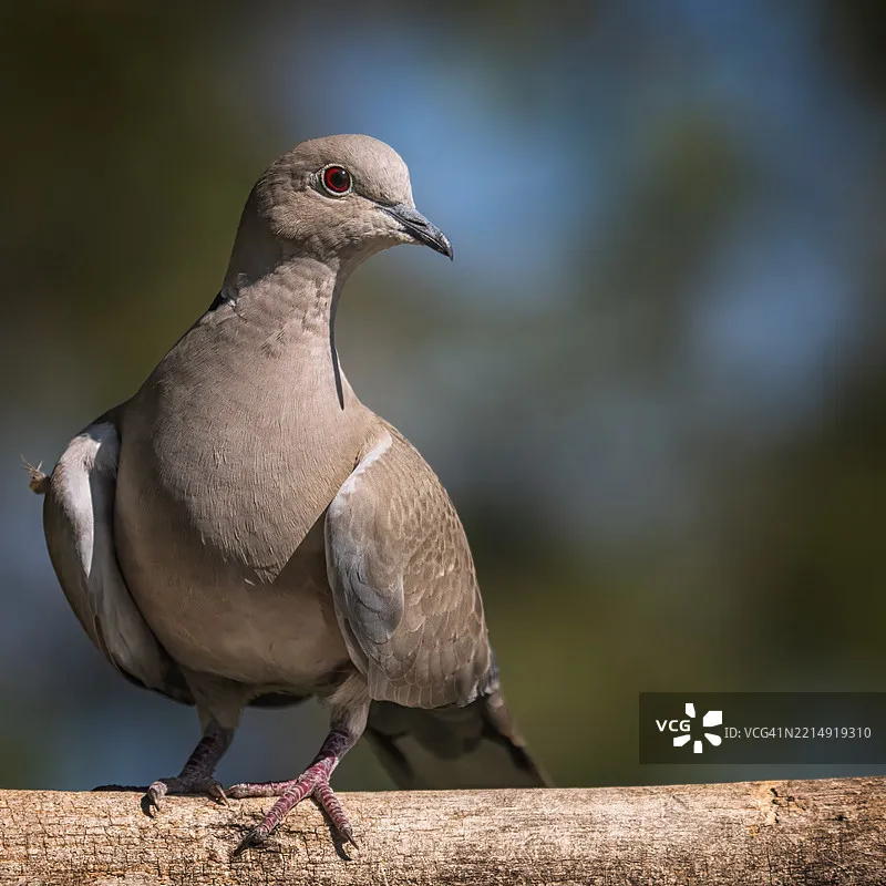 

T-MOTOR F100 2810 1350KV 1100KV 5-6S Long Range Cinematic Brushless Motor for RC Multirotor 7inch 8inch Cinelifter FPV Drone