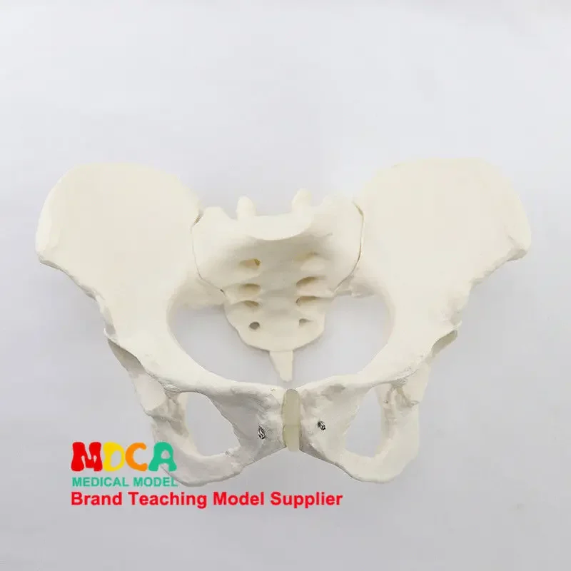 

1: 1 Female Pelvic Model Iliac Sciatic Pubic Demonstration Model Pelvic Medicine Teaching MGP008