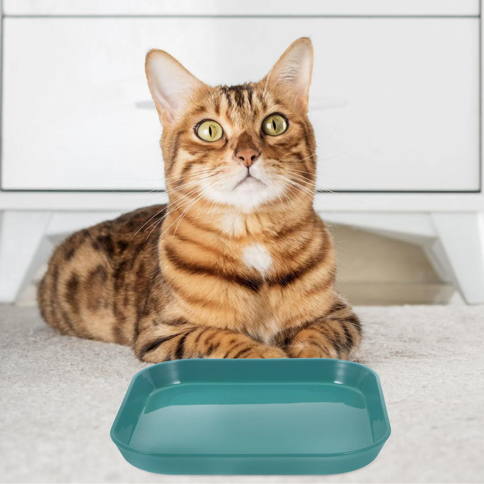 

5Pcs Cat Feeding Bowls Shallow Pet Food Bowl Sturdy Non-Breakable Cat Plates for Kittens Pet Food Bowl Shallow Puppy Dish