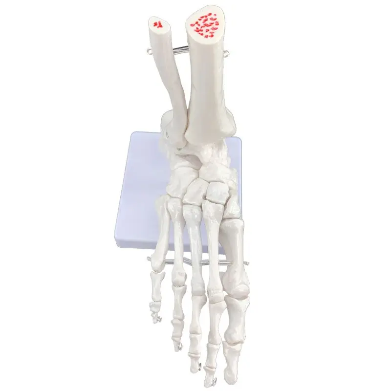 Human Knee Joint Functional Model: Shoulder, Elbow, Hand, Foot, Hip, Movable Bone Model