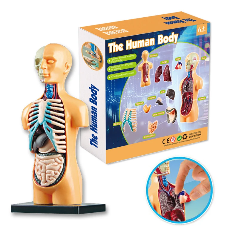 Human Body Model Educational Learning Tool Organ Assembly Teaching Toys For Student Children