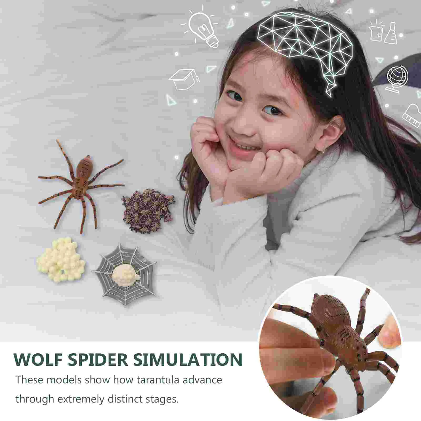 

Cognitive Model of Life Spider Cycle Toy Simulation Growth Plastic Display Models Showcase Decoration