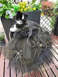 Handmade Dog Clothes Pet Supplies Black Golden Tulle Trailing Dress Gem Bow 2 Options Evening Party Festival Apparel Fur Baby