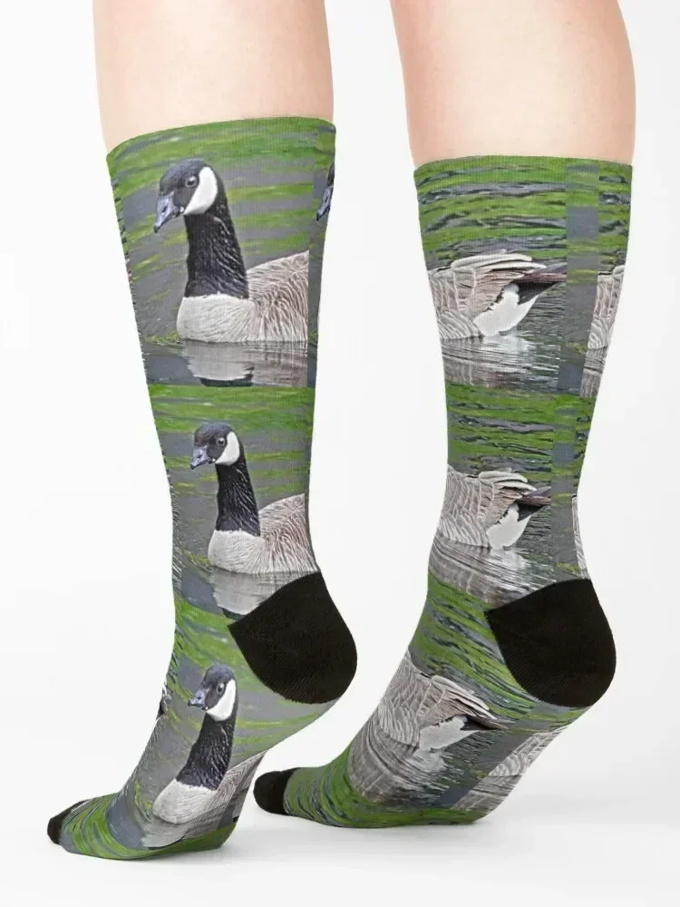 Canadian goose swimming in water Socks man halloween basketball happy Socks For Men Women's