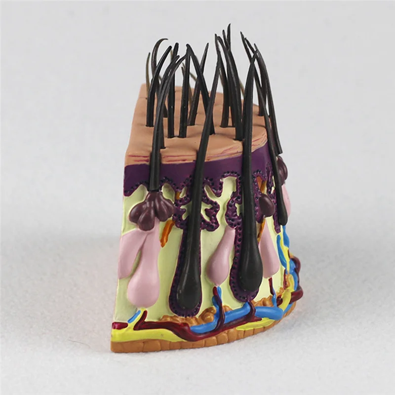 AK51-NEW Human Skin Anatomy Model Hair Growth Process Follicle Skin Structure Anatomical  Teaching Display