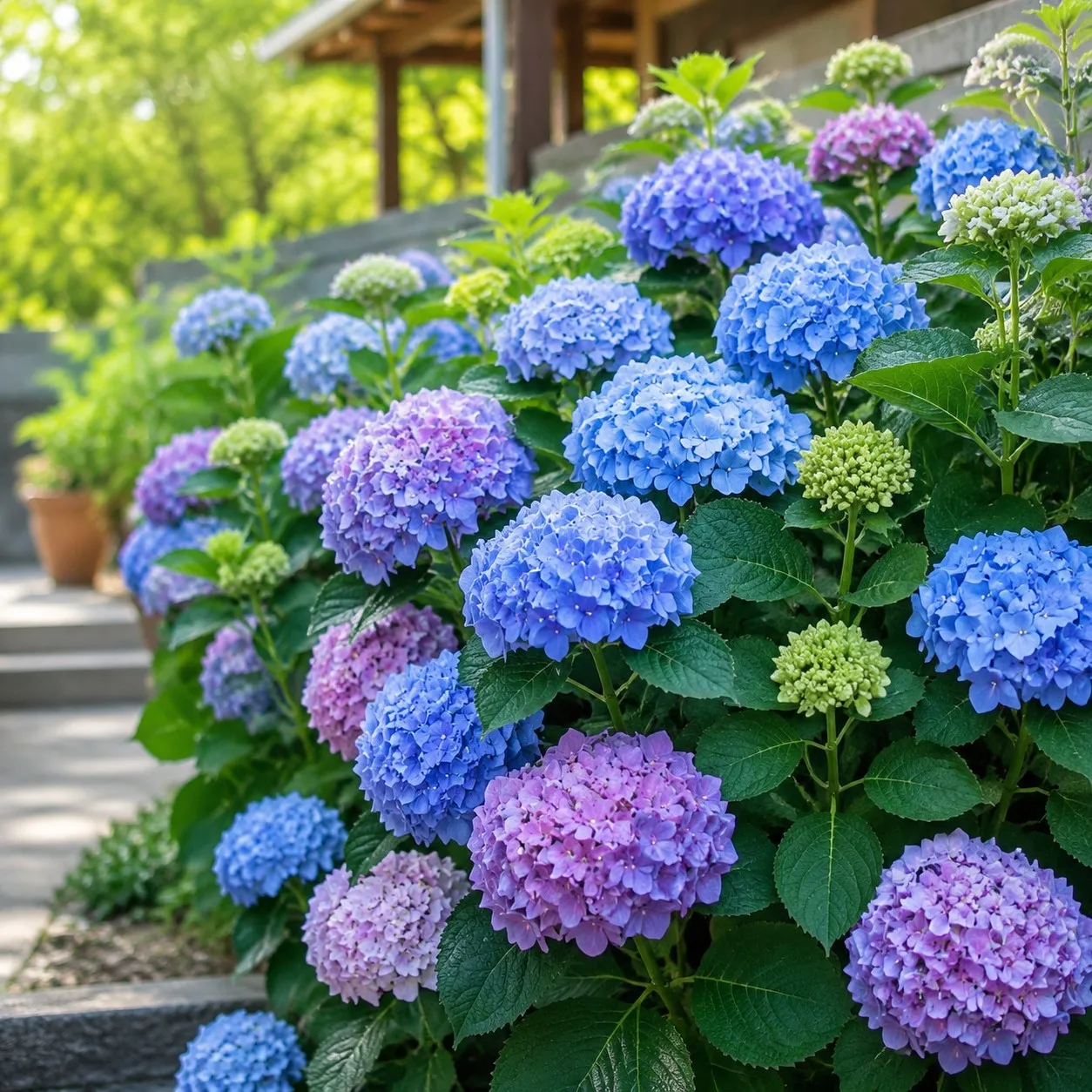 34 Semillas de Hortensia de Colores Variados para Jardín, Patio y Macetas, Fáciles de Cultivar y de Floración Prolongada