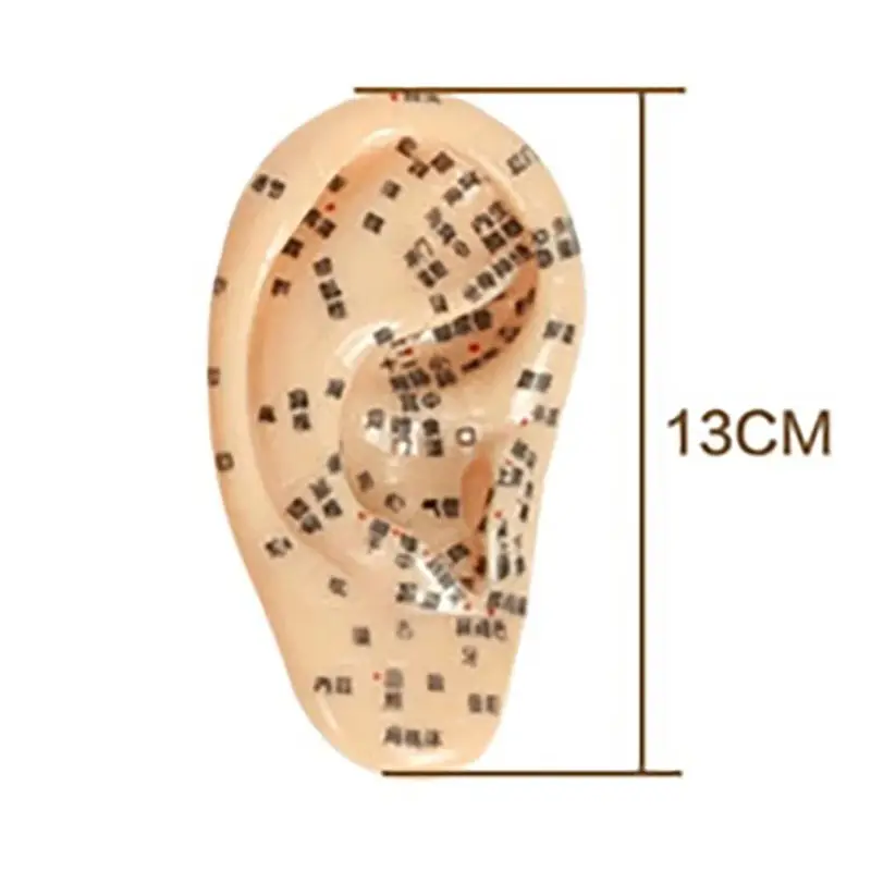 1pcs 13/16/17cm Human Ear Massage Model Ear Reflection Area Model Massage PVC Ear Model for Teaching Display Supplies