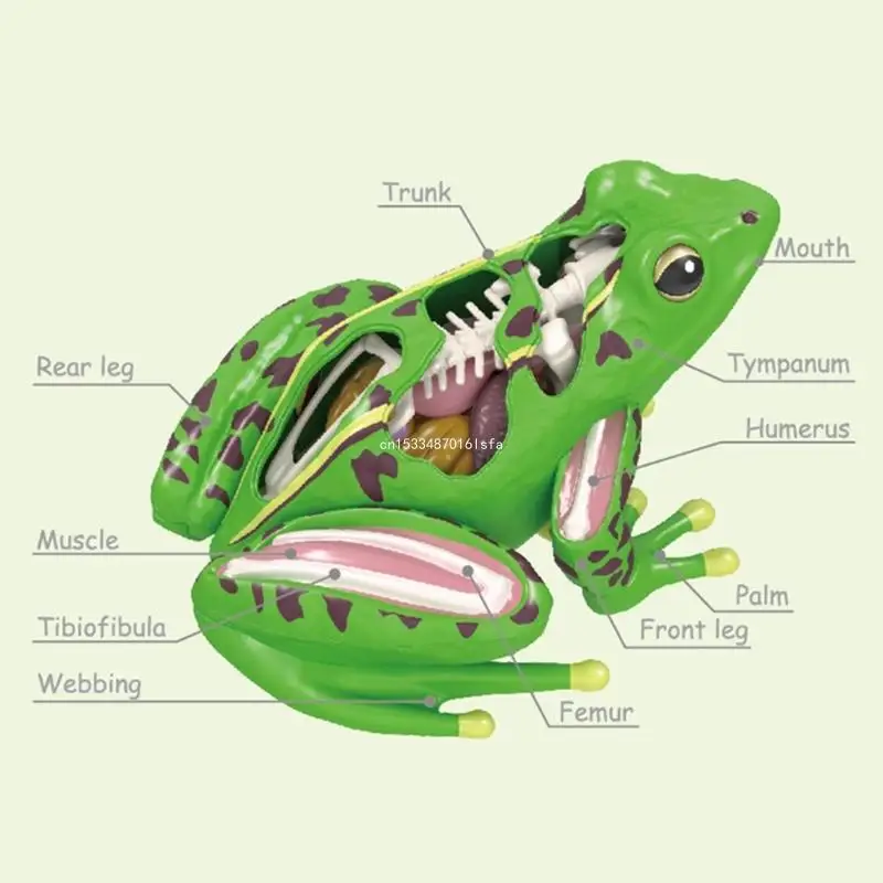 4D Frogs Anatomy Model Animal Anatomical Students Studying Tool Educational Toy for Children Biology Teaching Aids Dropship