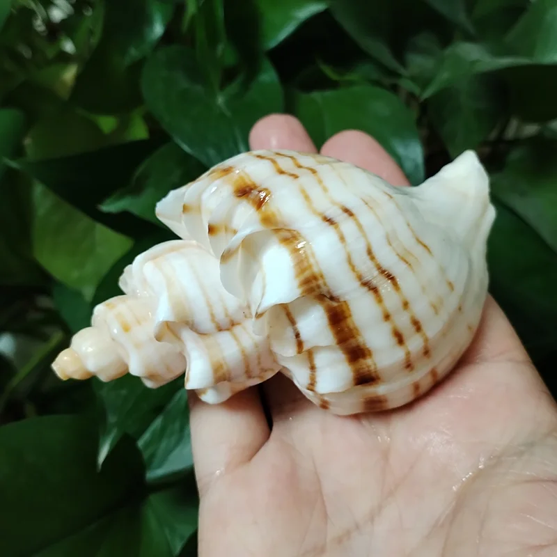 9-11CM Neptunea Cumingii Sea Shell Large Conch Conch Specimen Collection Fish Tank DIY Photography Props