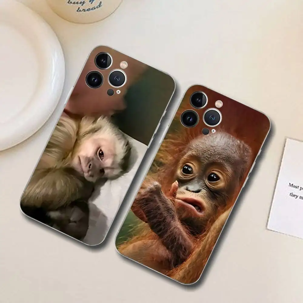 Monkey Sipping Capr…