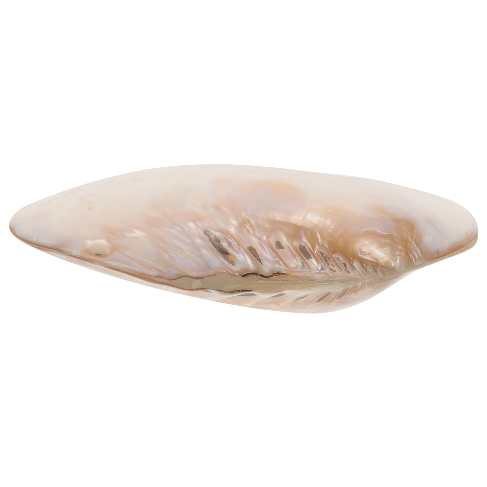 

Large Natural Clam Shell Aquarium Decoration Fish Tank Landscape Decor Unique DIY Clam Shell Adorn Natural Seashells