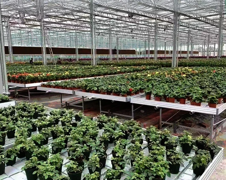 Specjalizowana automatyczna nawadniająca ruchoma szafa hydroponiczna do uprawy sadzonek w kulturze wodnej, rok 2025.