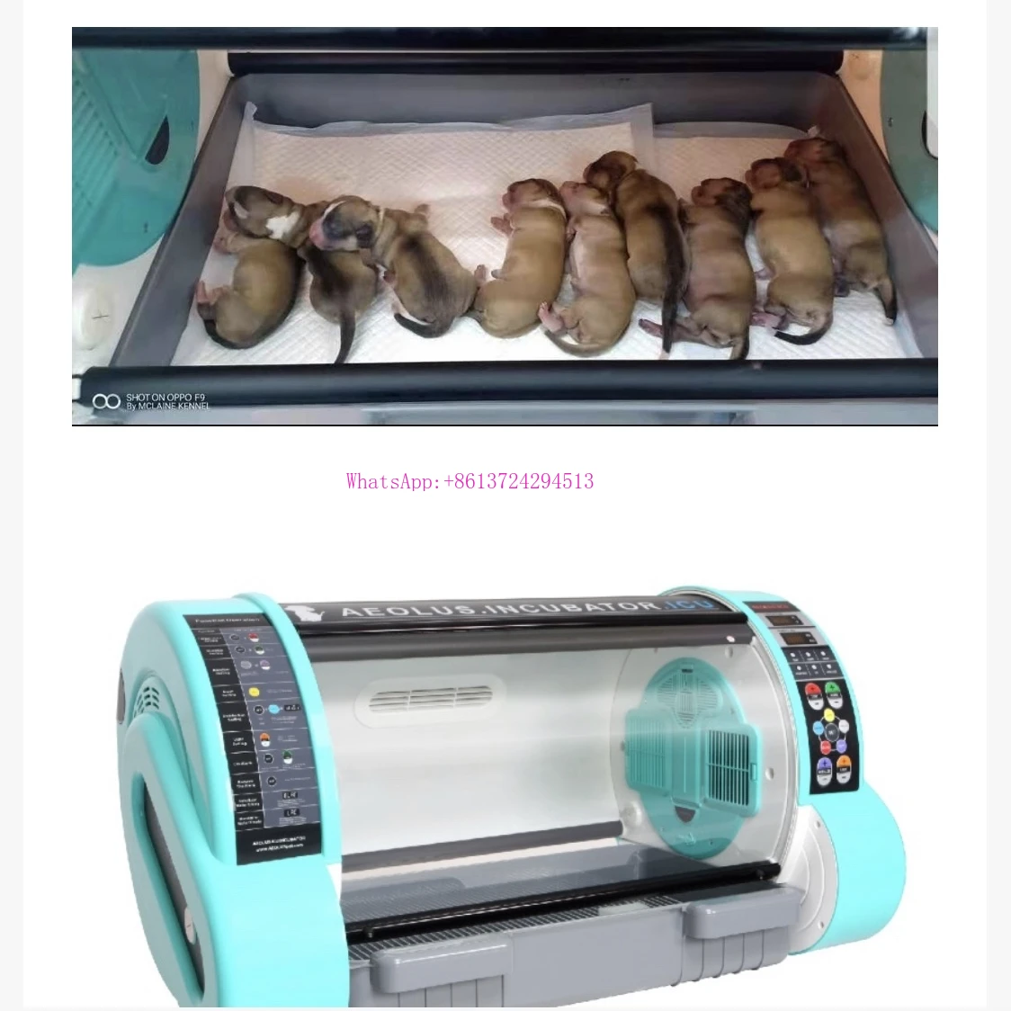 Pet Breeding Incubator Saves valuable animal lives animal incubator