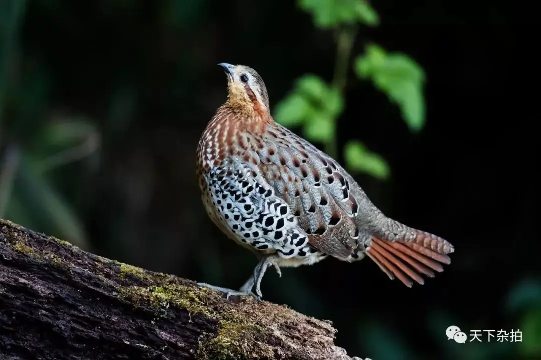 

Для комплекта аксессуаров HG P407