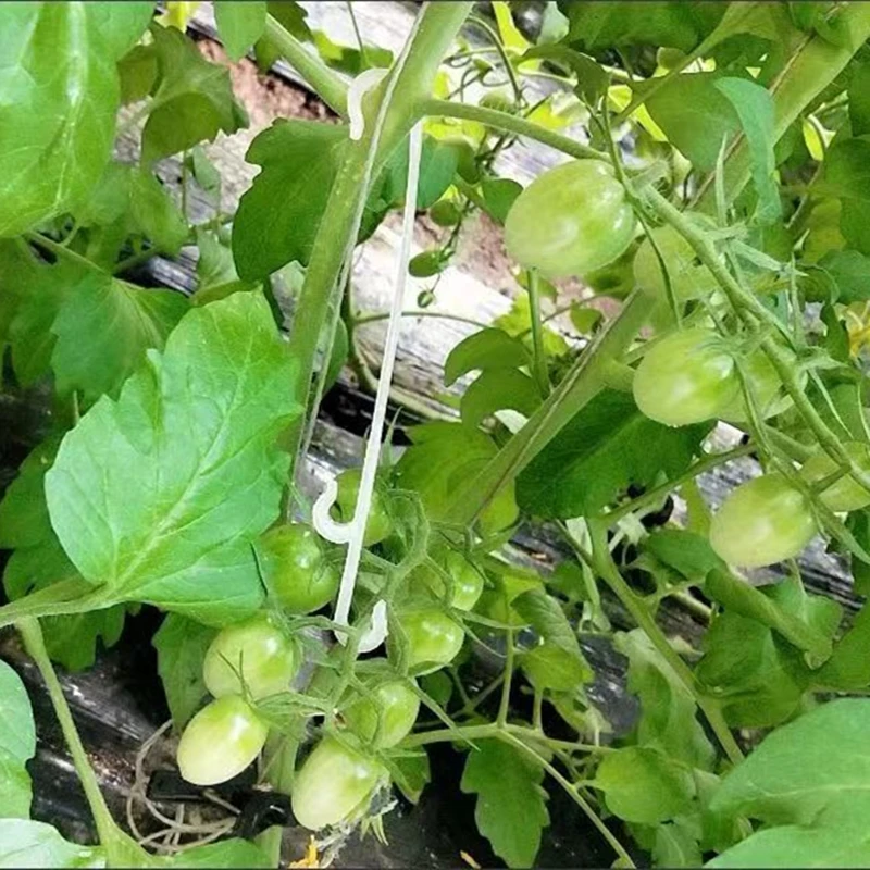 9.5/13/16CM Tomato Support J Hooks Plant Support Vegetable Clips To Prevent Tomatoes Fruit Cluster From Pinching or Falling Off