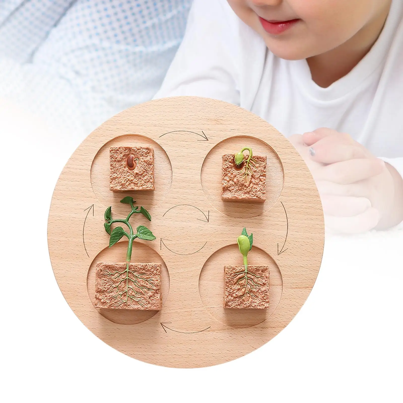 Montessori-Puzzles en bois pour jeux et présentations, SubKRde la biologie, Science, Jeu d'intérieur, ix