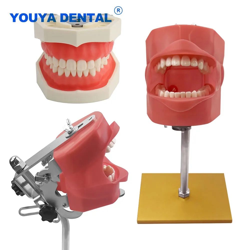 

Dental Simulator Phantom Head Model With 28/32 Replacement Teeth Dentist Practice Teaching Training Manikin Dentistry Model