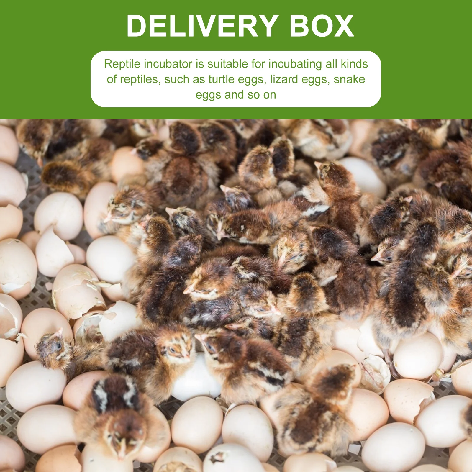 

2Pcs 16 Reptile Egg Hatchery Box Sturdy and Durable for Lizard Gecko Reptile Egg Incubator Pet Supply