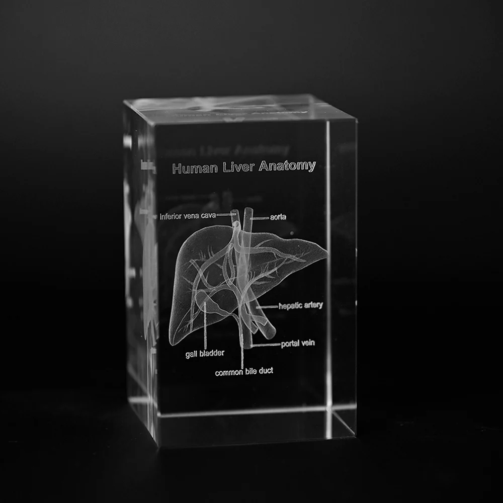 Crystal 3D Engraved Human Anatomical Lung model Statue Lung Specialist Medical Science Students Gifts Respiratory Specialist