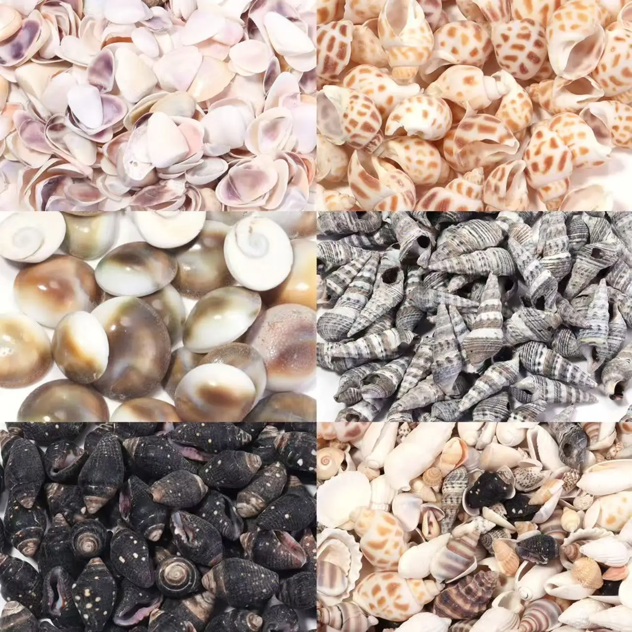 40 g/sac perles de coquillage de mer petites perles de conque non percées perles de coquillage naturel pour la fabrication de bijoux bricolage artisanat ornement décoration de la maison