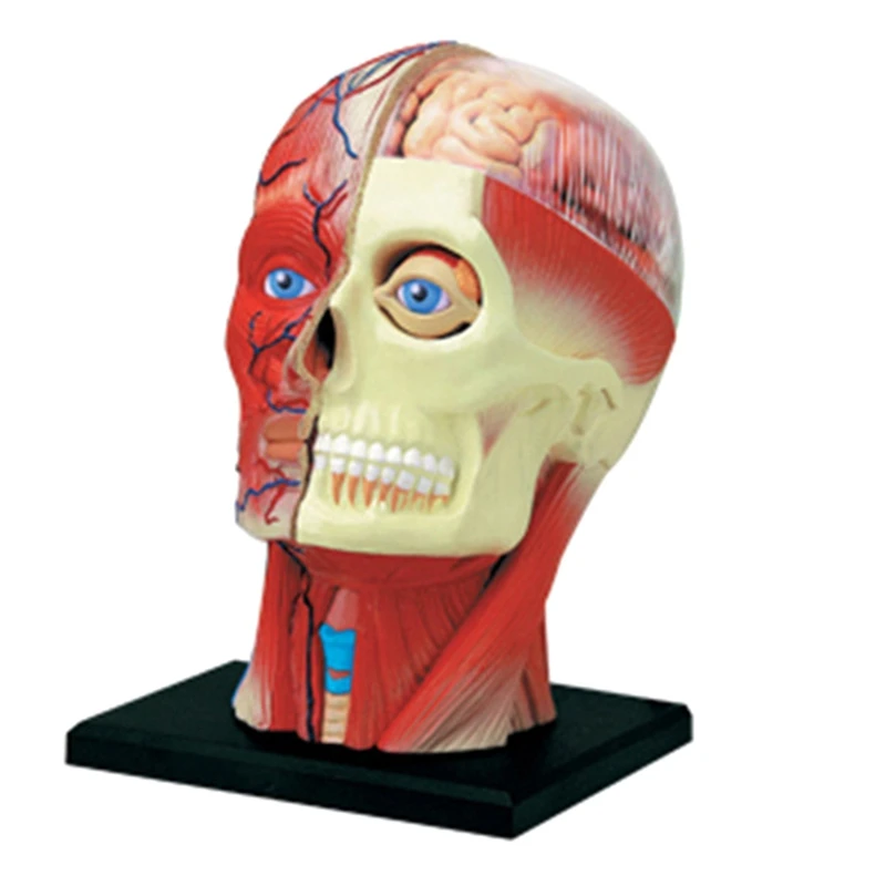 

-Torso Human Body Model Education Head Muscles Nerve Organs Model For Student Teaching Study Assembling Model