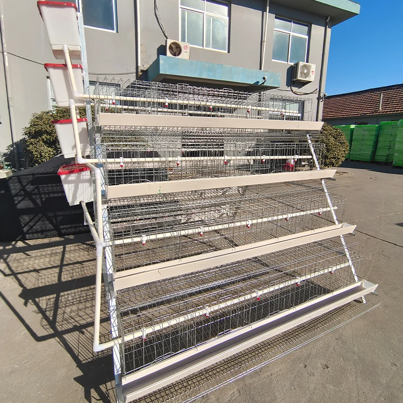 

Specialized Chicken and Poultry Farming Cage with Automated Feeding Devices Selling Laying Hens Cage