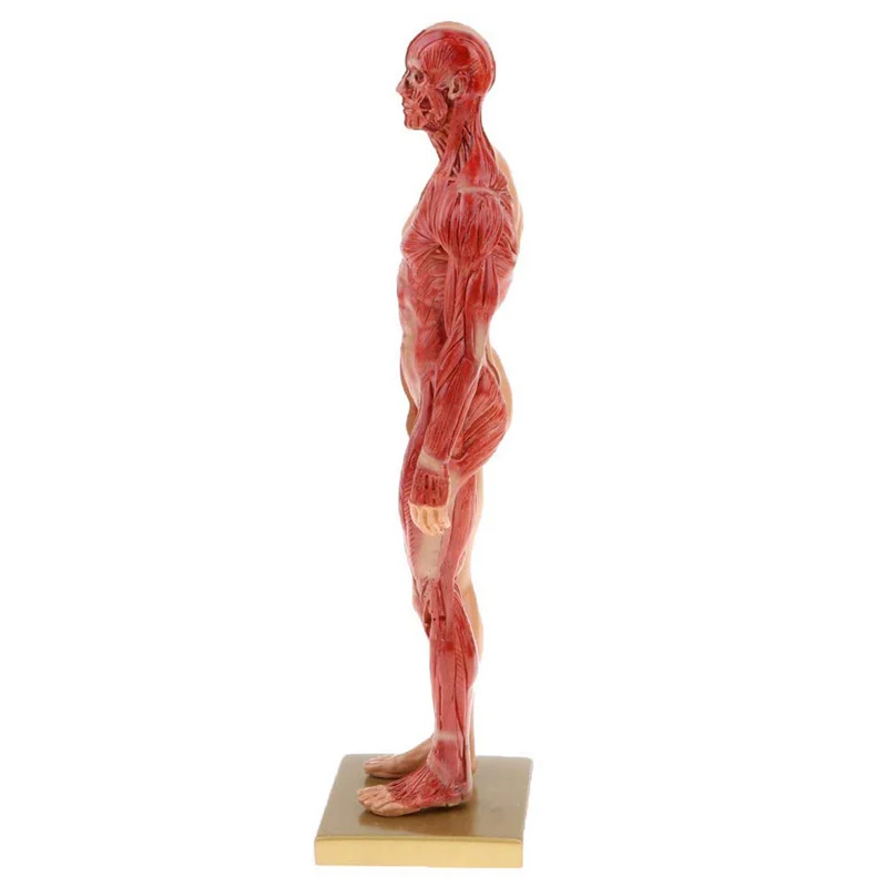 30cm Adult Muscle Skeleton Resin Human Anatomy  Model Male Female For Biologia Surgical Teaching Medical Supplies And Equipment