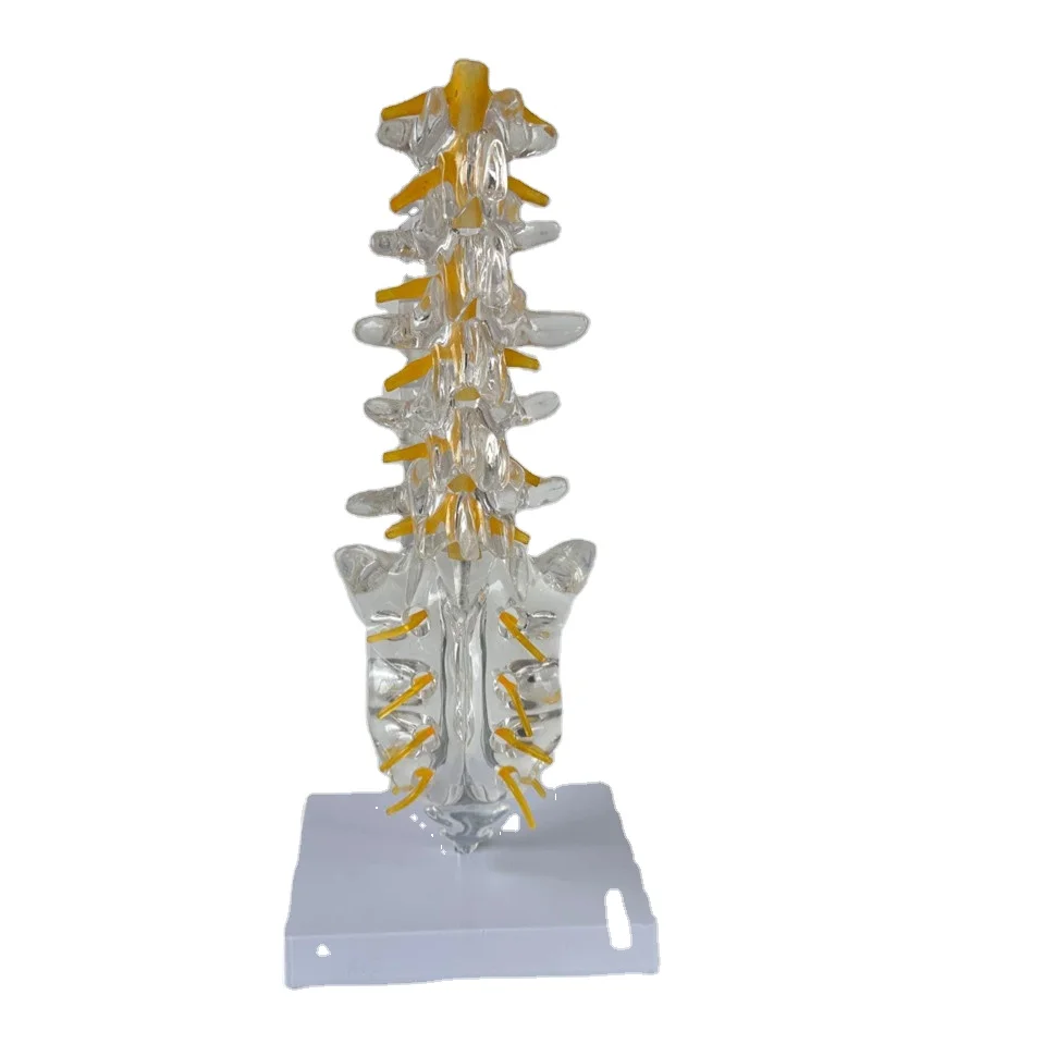 Medical Human Body Transparent Lumbar Spine Coccyx Model Human Bone Model