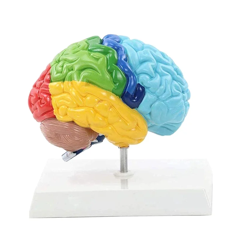 

Right Hemisphere of Brain Human Body Model Education Brain Model 1:1 for Student Teaching Study Assembling Model