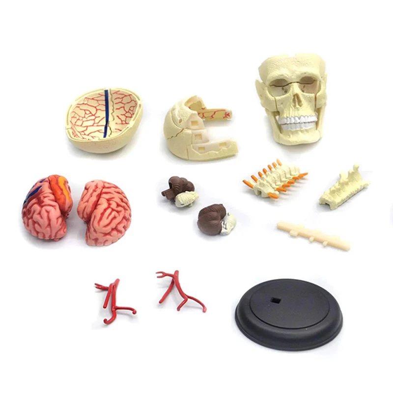 4D الإنسان كرنيا العصب الجمجمة نموذج التشريح التشريحي الطبي للطلاب تعليم لغز تجميع نموذج