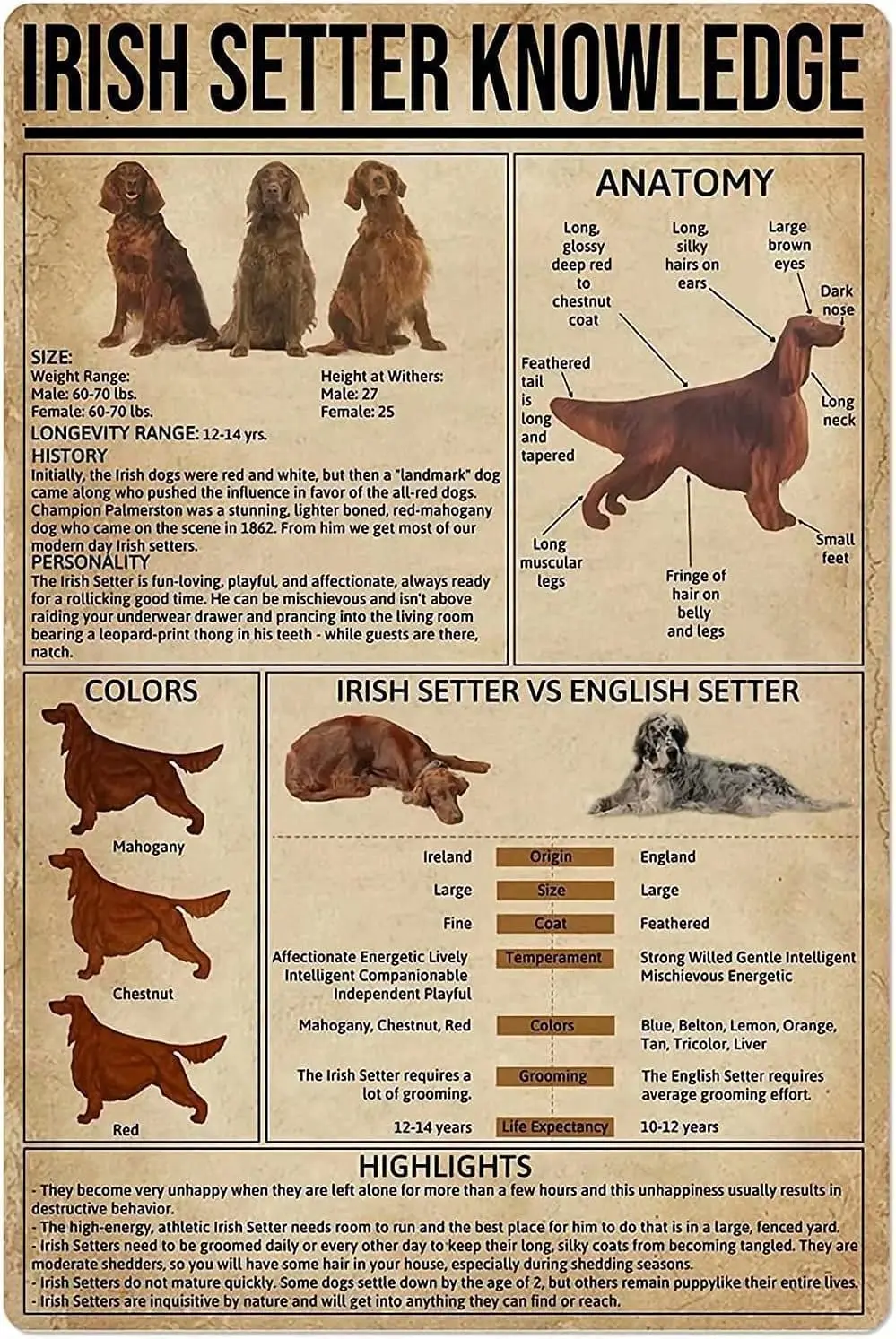 Affiche métallique rétro sur l'anatomie et les couleurs du chien Setter irlandais, idéale pour l'école ou comme décoration.