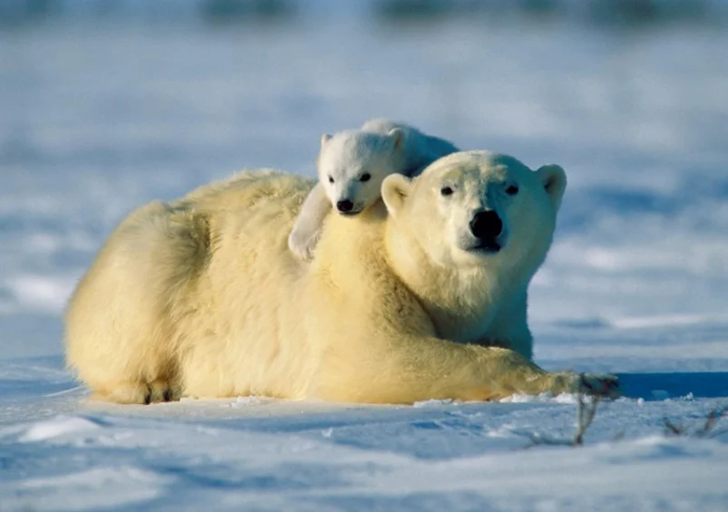 

1/10 RC Model Car Accessory Metal Winch with Remote Controller for RC Crawler Truck Axial SCX10 90046 TRX4 TRX6 Redcat Gen8