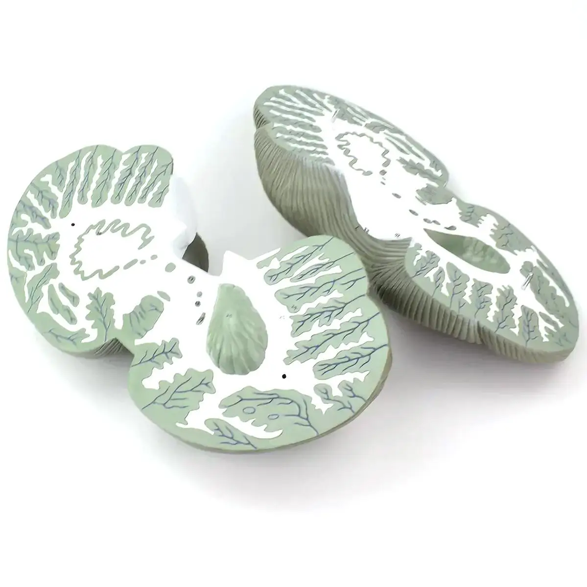 Modèle de Section Horizontale de Grossissement Cerévellaire du Cerveau Humain, Fuchsia Médical