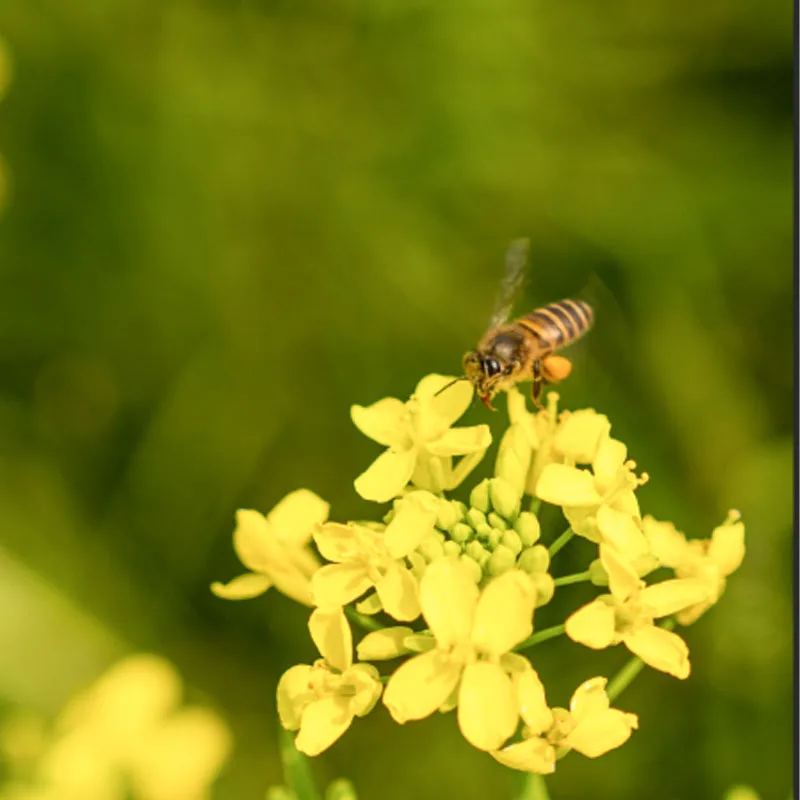 

D5515 Waterpoof Servo 180°/270° 360° Full Aluminum Case Stainless Steel Transmission High Torque for 1/6 1/8 1/10 1/12RC Car DIY