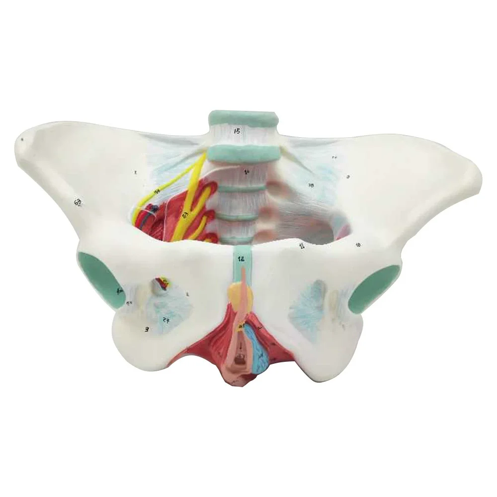 1:1 Life Sized Human Female Pelvis Neural Model Pelvic Floor Muscle Nerve Perineal Ligament Neuromuscular Model Teaching AIDS