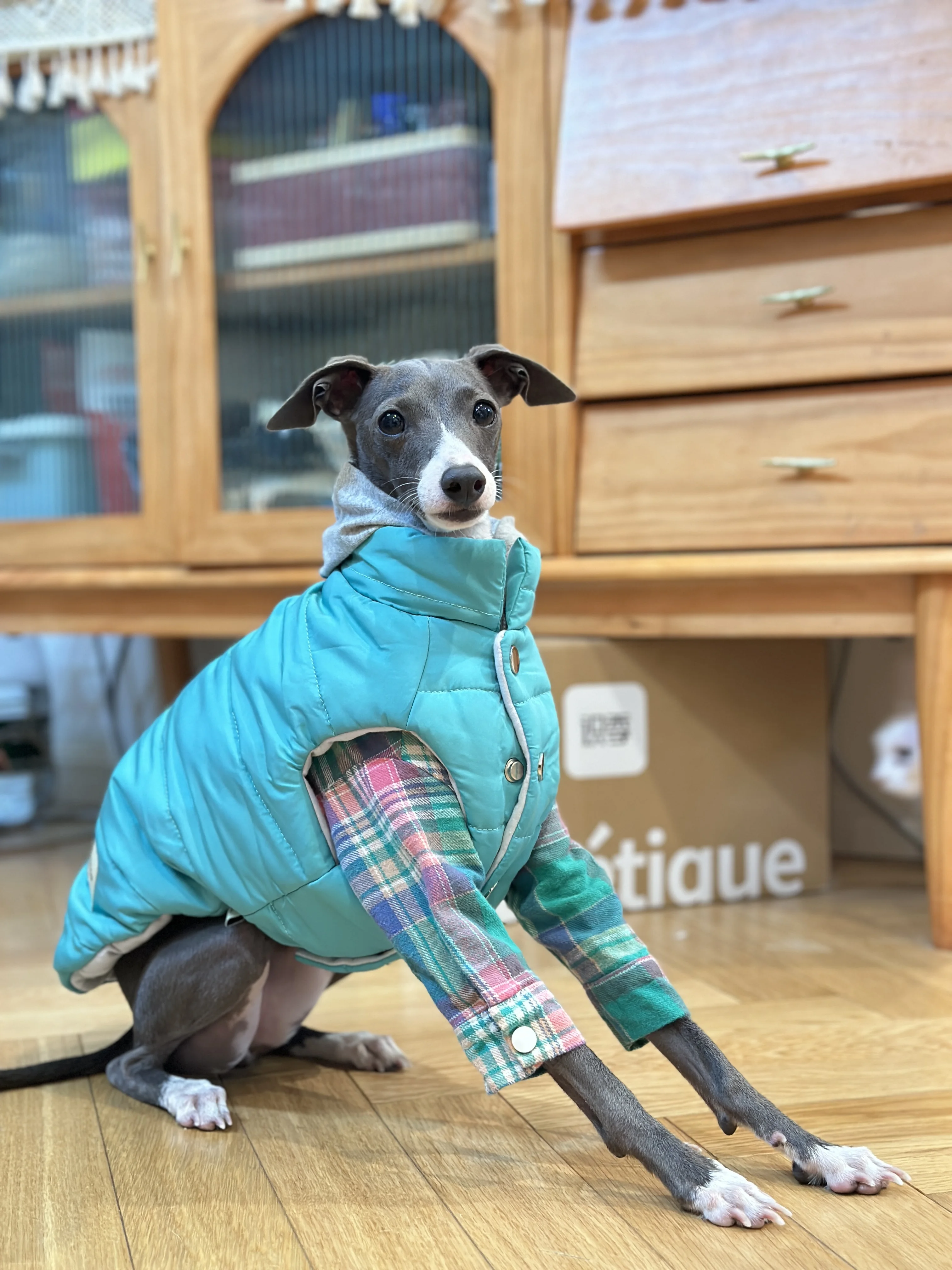 Fashion Iggy-jacket with Zipper Warm Greyhound Dog Coat for Whippet Blue Windproof Jacket for Airless Terrier  in Winter