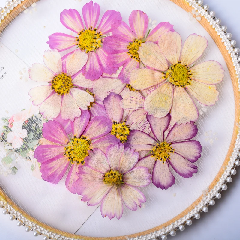 Pétalos Gesang de Color Gradual, Material en relieve de flores secas reales, pegamento DIY, funda para móvil, tarjeta de felicitación de vacaciones, marcapáginas artesanal, 12 Uds.