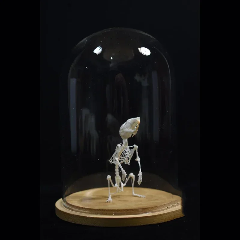 2028 Erect Cricetidae Skeletal Art Victorian Biology Display Bone Articulation Gothic Cabinet Replica Anthropomorphic Rodent
