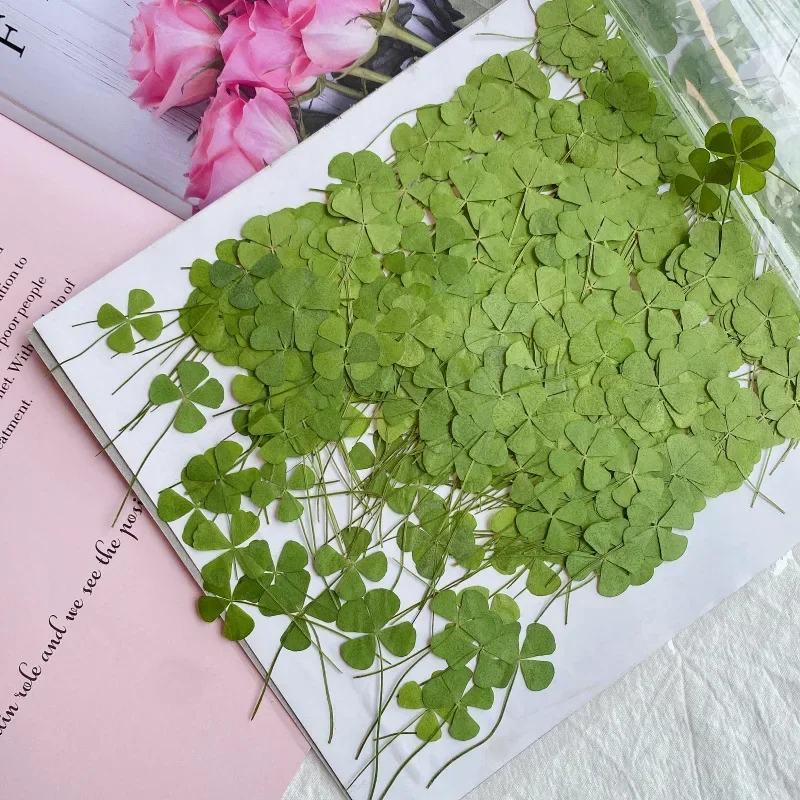 24pcs/Lot Dried Flower Natural Pressed Four Leaf Clover For Epoxy Resin Pendant Jewelry Making Craft DIY Nail Art Accessories