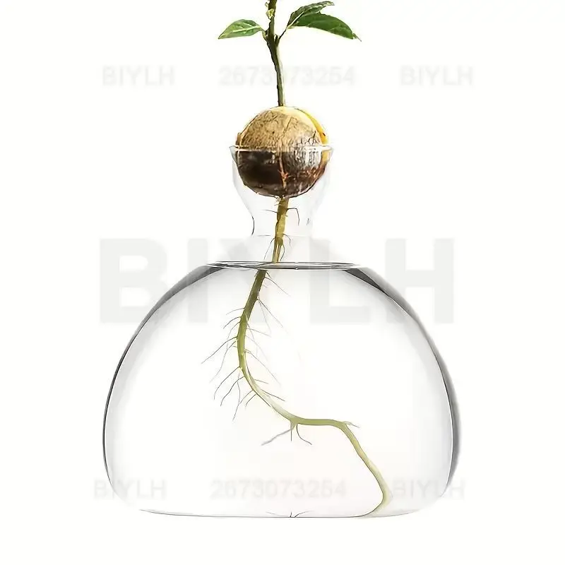 Avocado Seedling Growing Bottle Glass Vase for Home Decor Hydroponic Flower Arrangement Plant Growing Glass Seedling Accessories