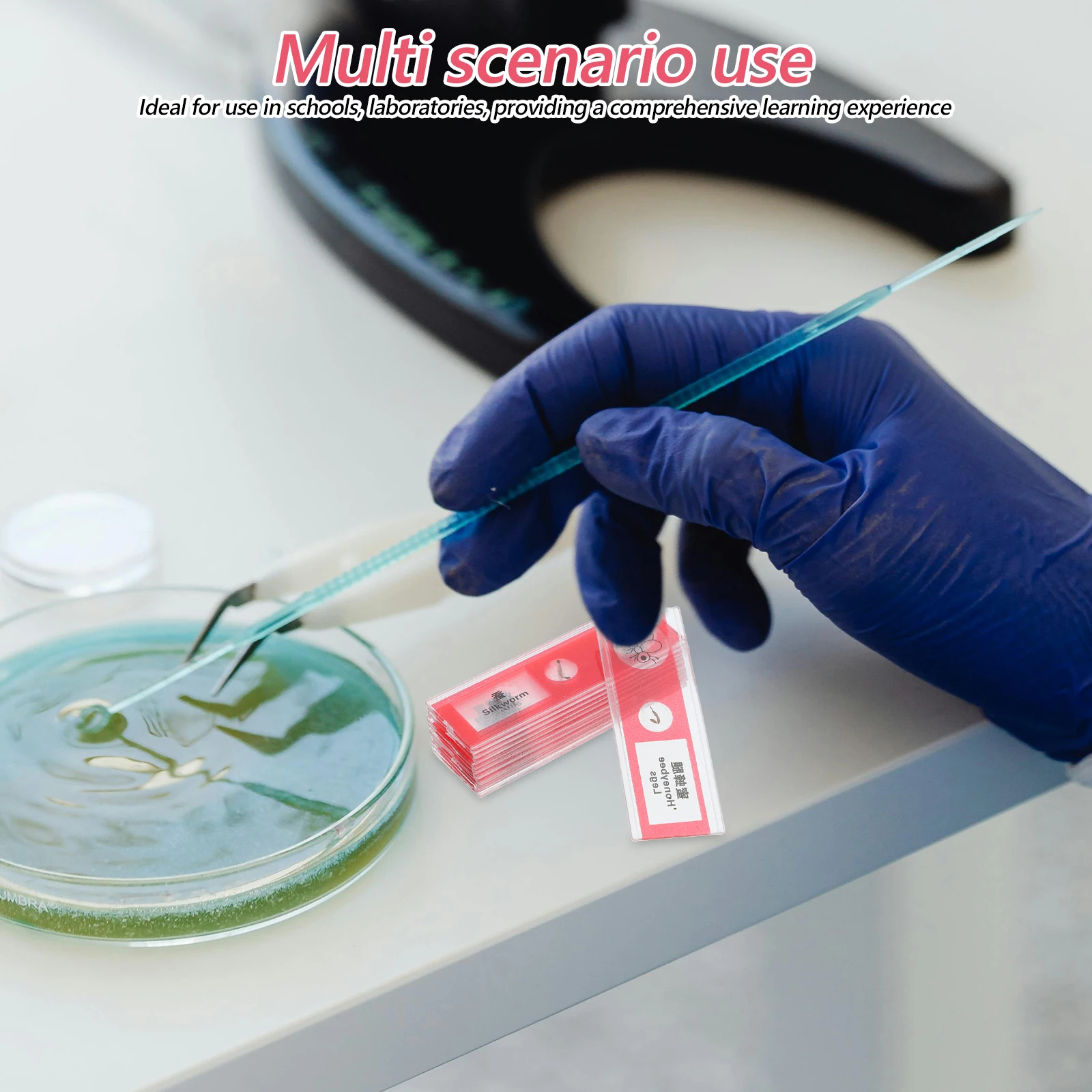 

12 Pcs Biological Sample Sections Lab Microscope Slides Bug Blood Specimen Prepared for Kids Insects Cells Samples Plastic