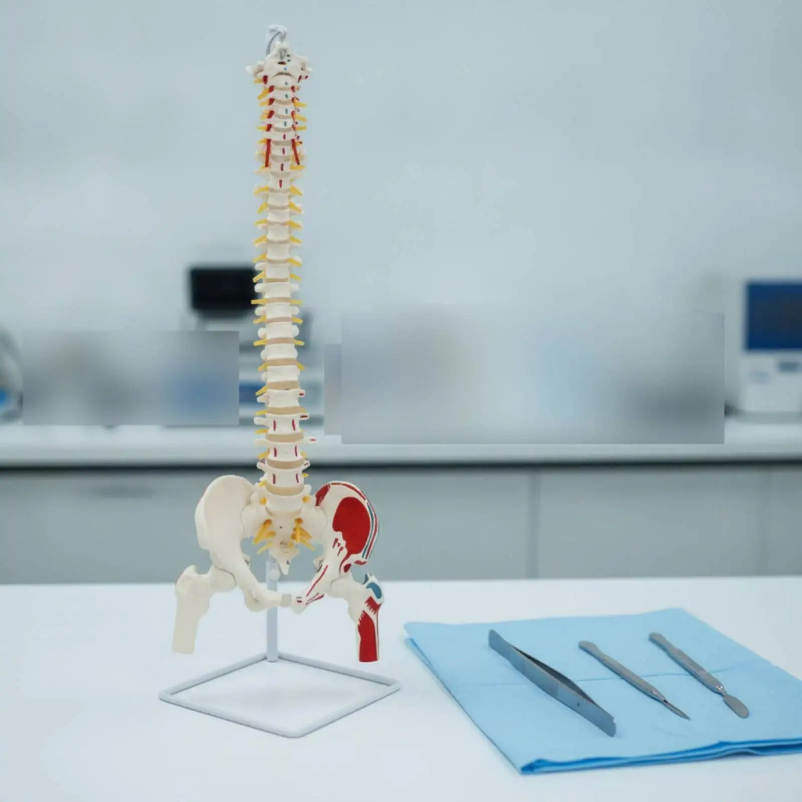 Full Spine Pelvis Model with Nerves and Openable Sacrum for Chiropractic Practice and Student Learning Tool