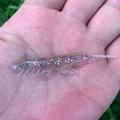 Cristal