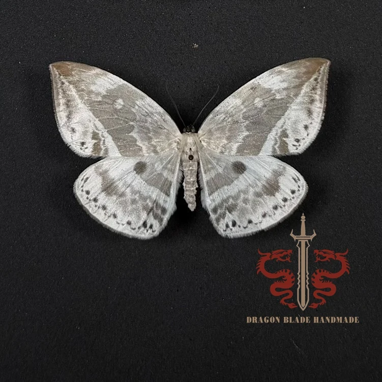 Moth specimen Cyclidia substigmaria, 1pc wings spread A1/A- high quality, Decorative Display Collection Gifts