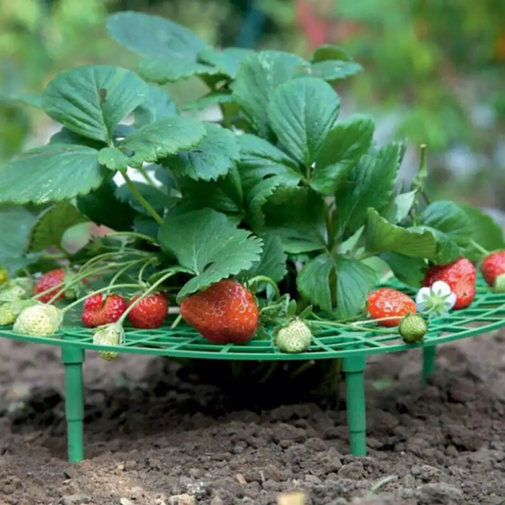 Plant Growth Support Reusable Strawberry Plant Support Frame Sturdy Growing Rack with 4 Legs Berry Protection Stand for Clean